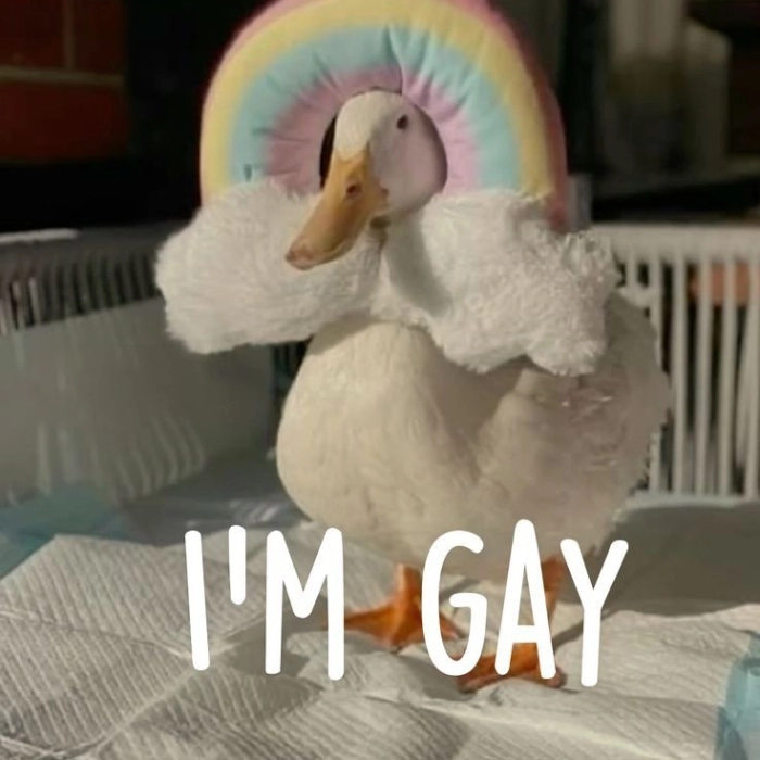 meme con vịt Gay