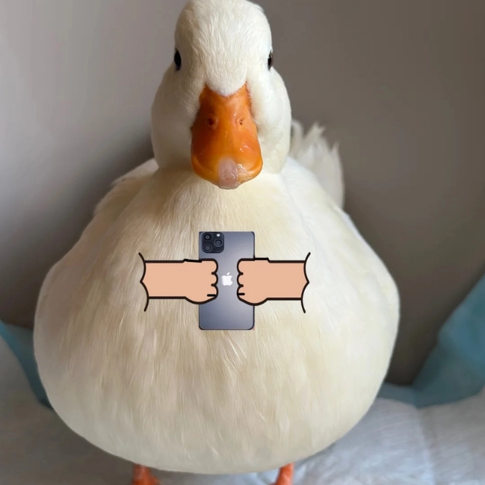 meme con vịt cầm đt