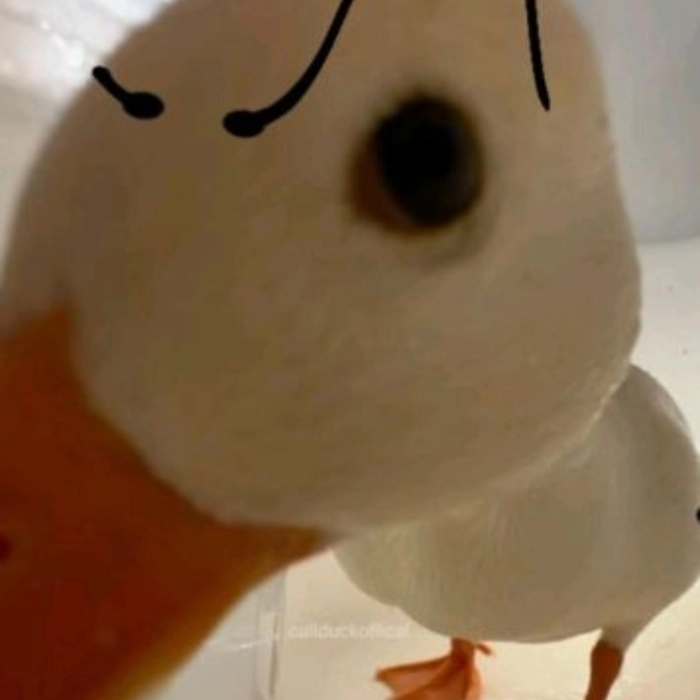 ảnh meme con vịt chế hài