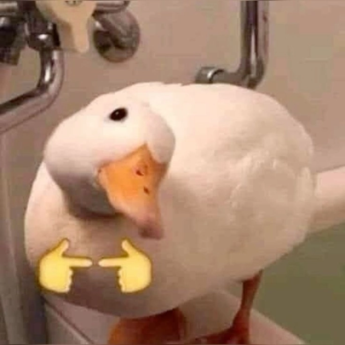 meme con vịt