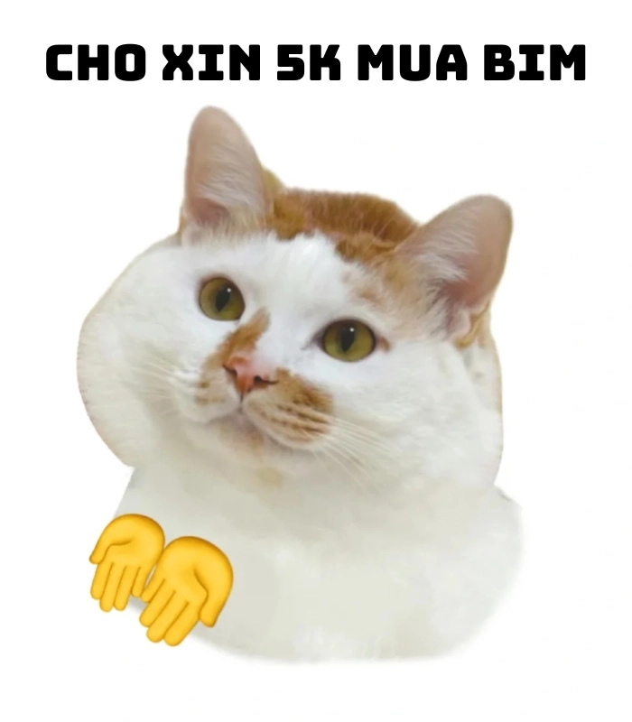 meme mèo cute xin tiền