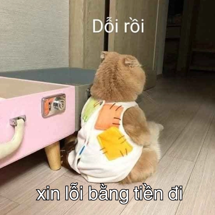 meme xin lỗi bằng tiền đi