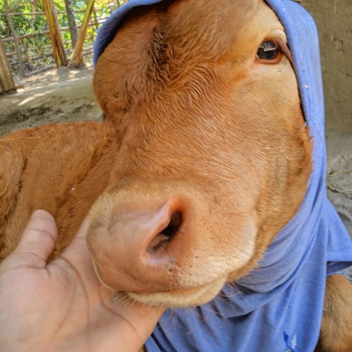 Ảnh bò meme mang phong cách vui vẻ