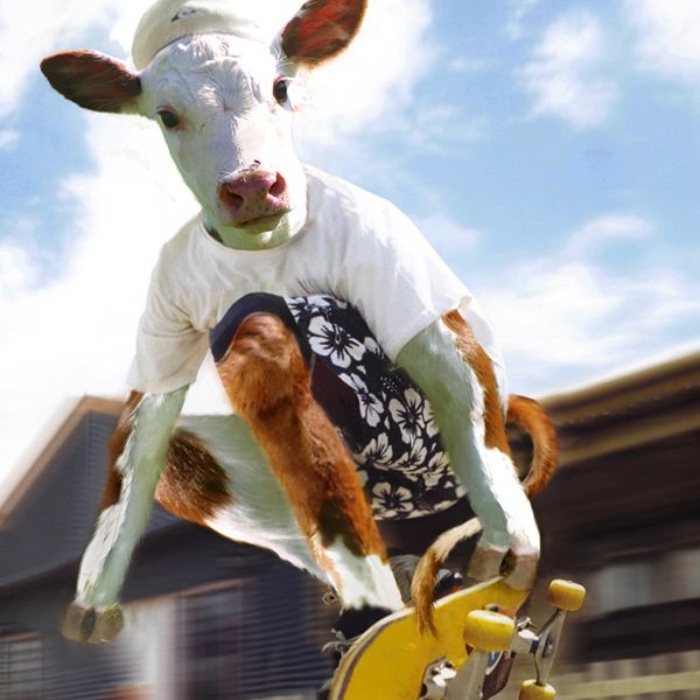 Ảnh con bò sữa trong meme chế