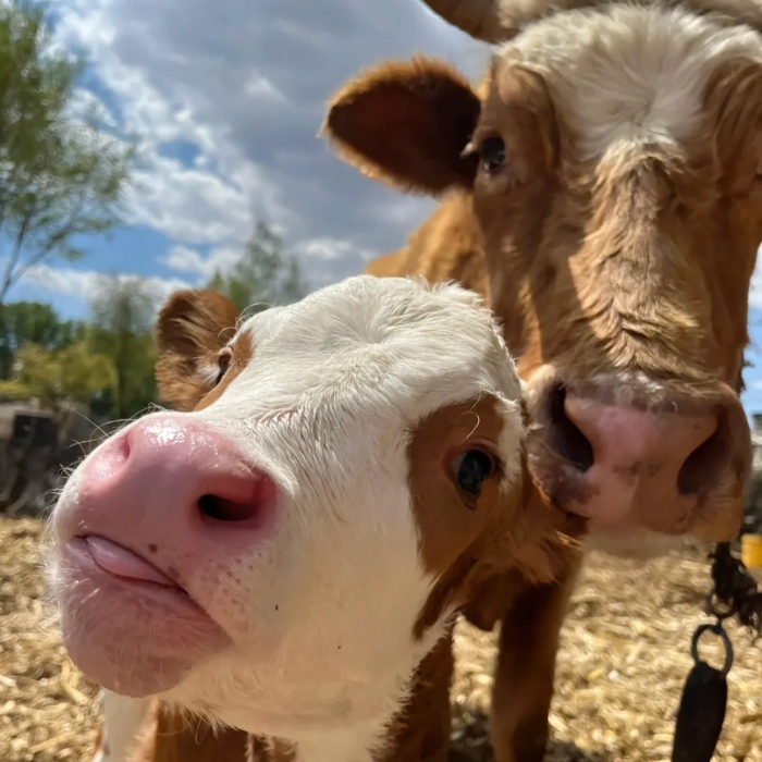 Ảnh meme con bò tạo dáng bá đạo