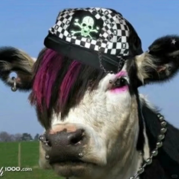 Ảnh meme con bò troll người xem