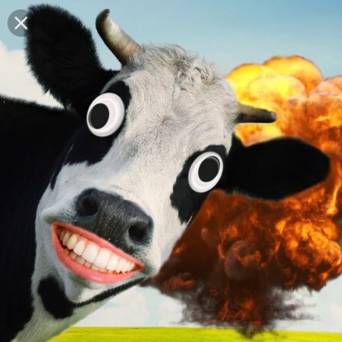 Ảnh meme con bò với biểu cảm mệt mỏi