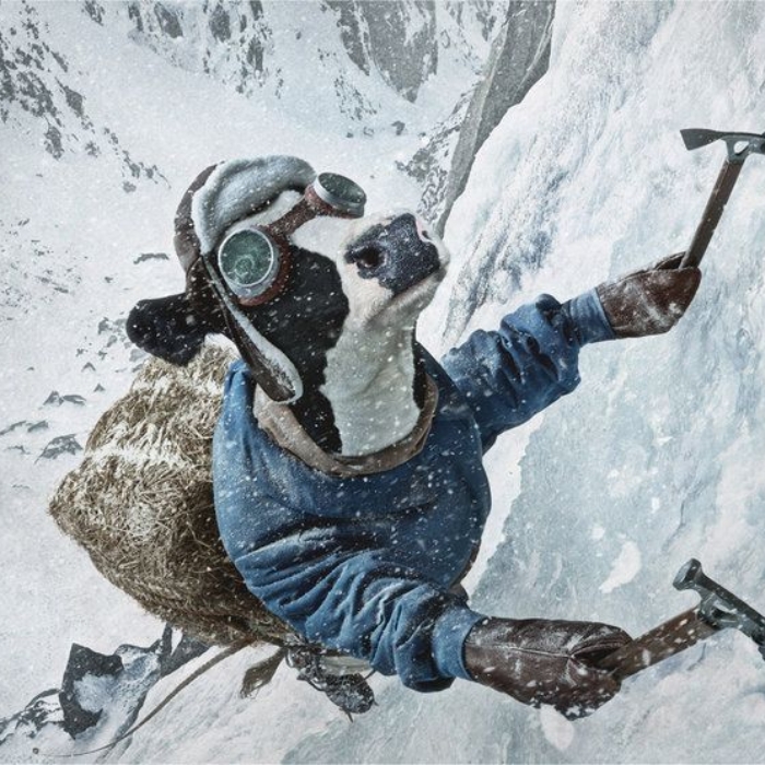 Con bò cười meme lan truyền mạng