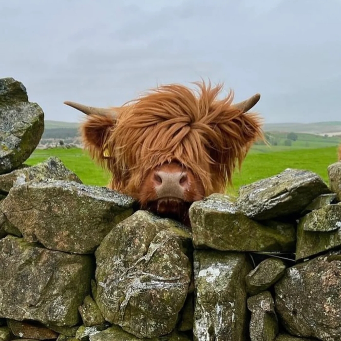 Con bò nhảy meme cực năng động