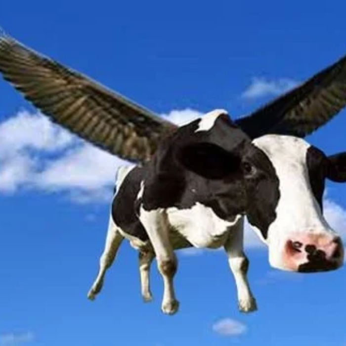 Meme bò cười lăn lộn