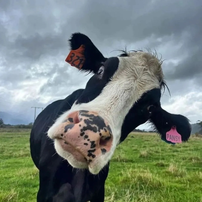 Meme bò lè lưỡi siêu hài