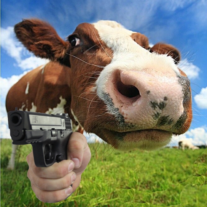 Meme bò lè lưỡi trông lém lỉnh