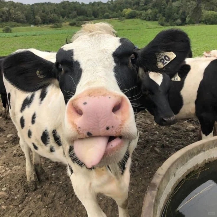 Meme bò sữa dễ thương pha chút lầy