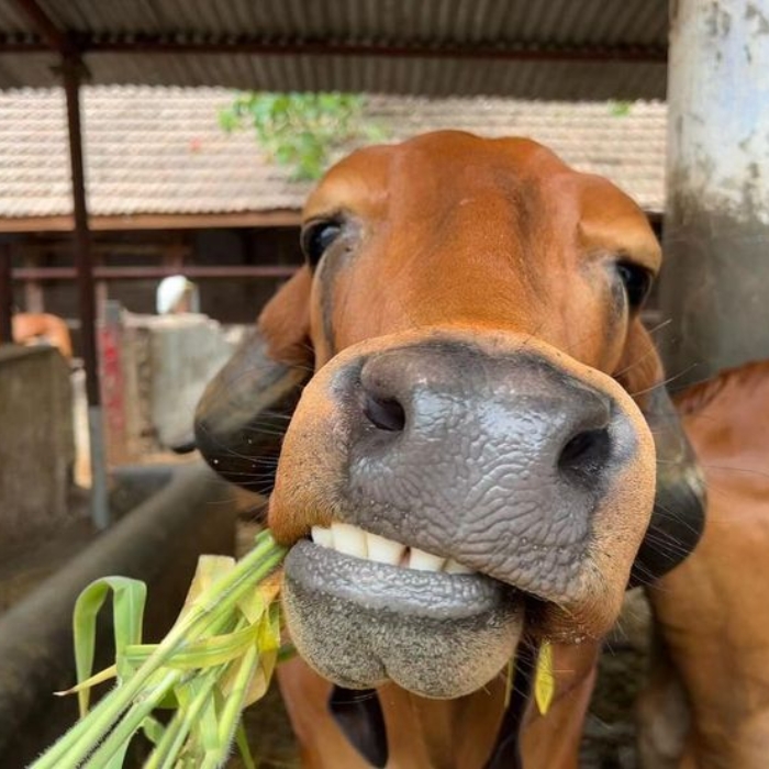 Meme con bò biểu cảm hài hước