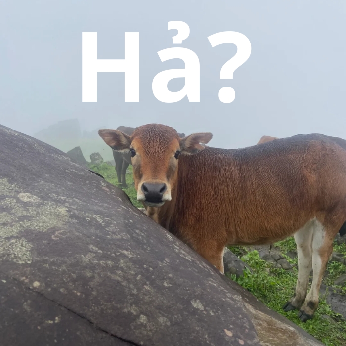 Meme con bò cười toét miệng