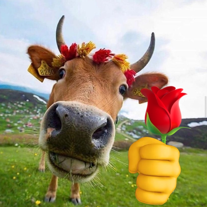 Meme con bò ngồi làm việc