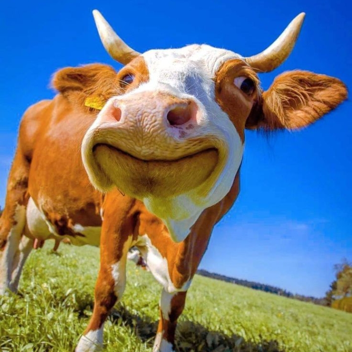 Meme con bò nhảy trên đồng cỏ
