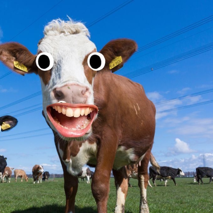 Meme con bò nhìn camera bá đạo