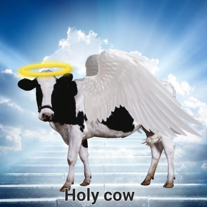 Meme con bò siêu dễ thương