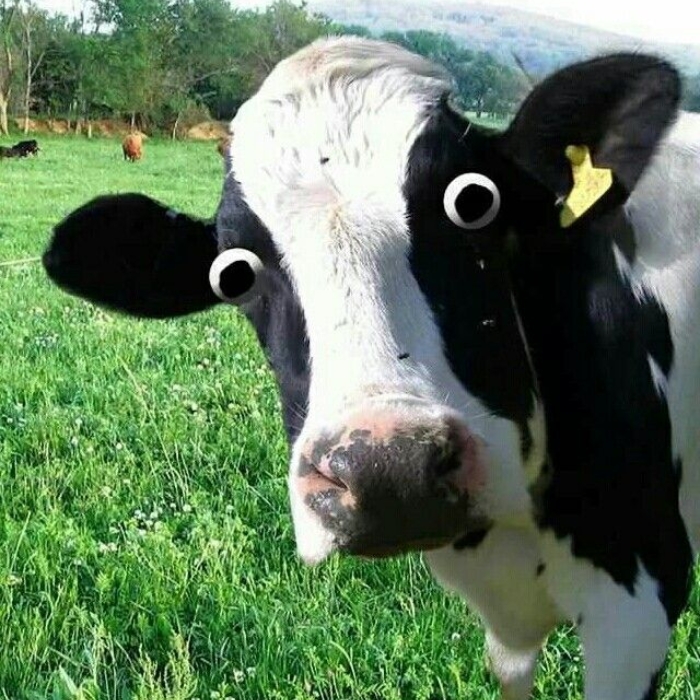 Meme phô mai con bò cười nổi tiếng