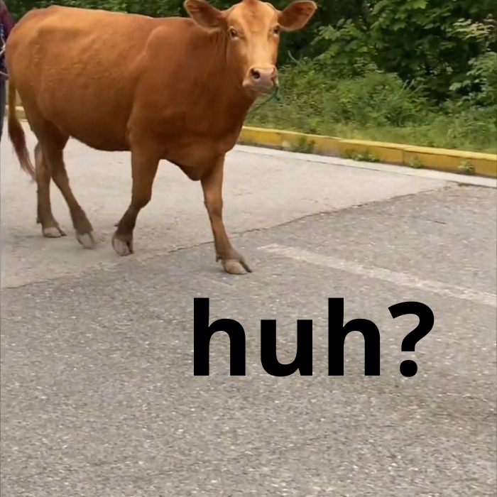 Phô mai con bò cười meme vui nhộn