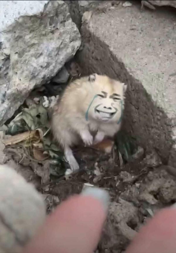 ảnh chế xin lỗi phong cách mèo