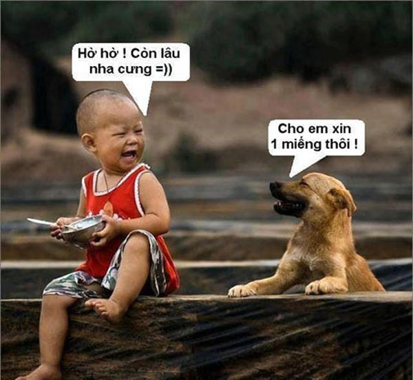 ảnh mèo xin xỏ hài hước