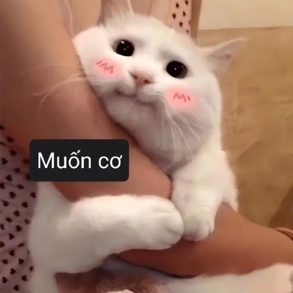 ảnh mèo xin xỏ kiểu năn nỉ