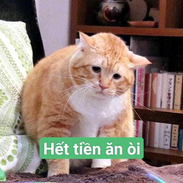 hình ăn xin meme chế bá đạo