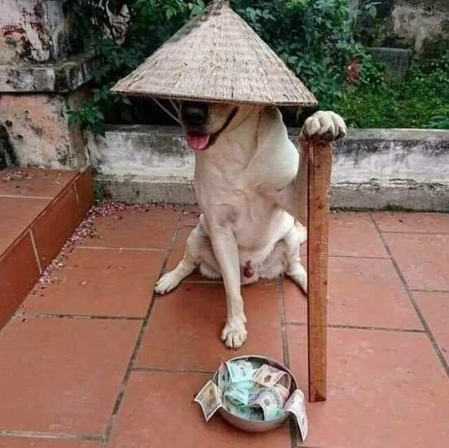 hình ăn xin meme hài hước