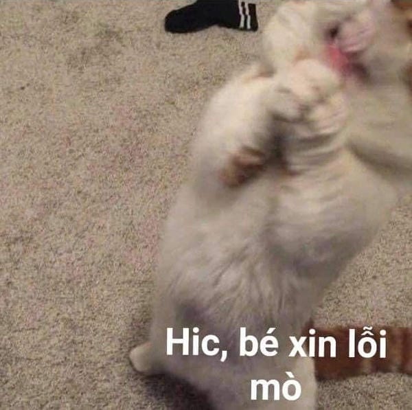 hình chế xin xỏ vui nhộn