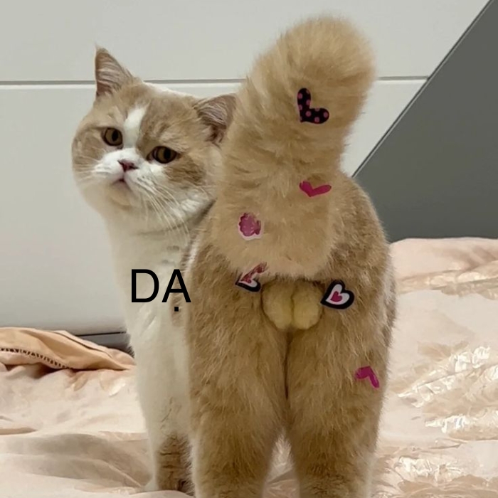 hình meme dạ ngộ nghĩnh
