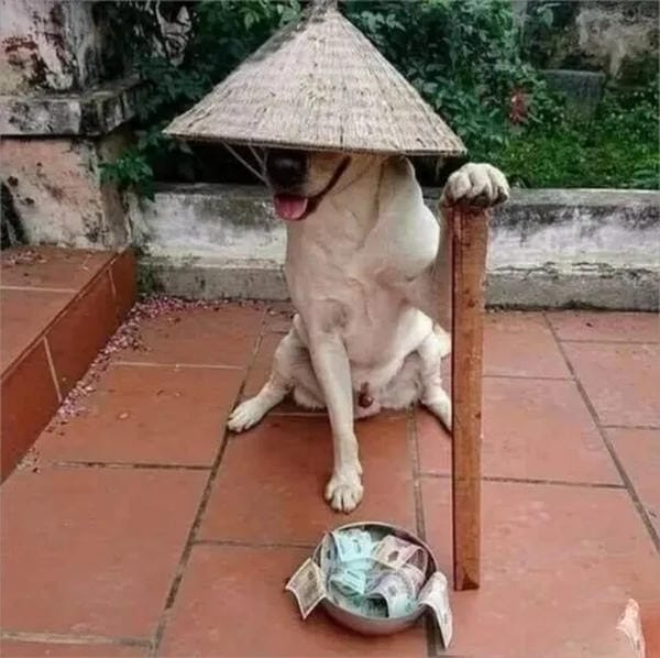 hình mèo xin tha siêu cưng