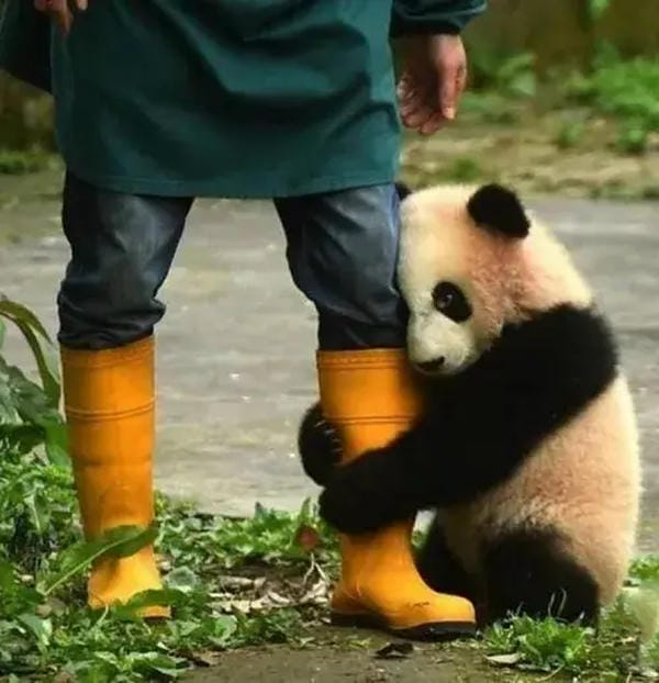 meme mèo nhìn như đang năn nỉ