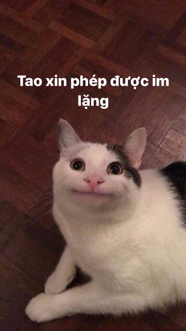 meme mèo xin ăn hài hước