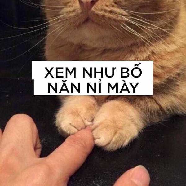 meme mèo xin tha trông tội nghiệp