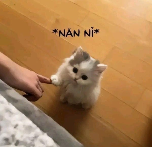meme mèo xin xỏ cực đáng yêu