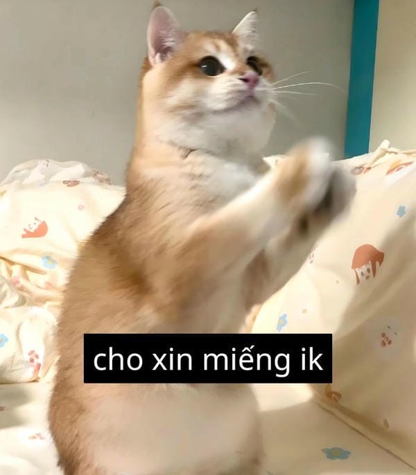 meme mèo xin xỏ cưng muốn xỉu
