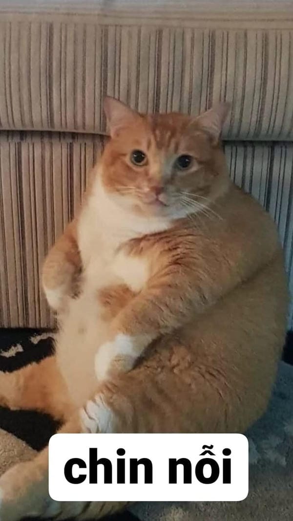 meme xin xỏ biểu cảm dễ thương