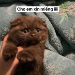 meme xin xỏ gương mặt tội nghiệp