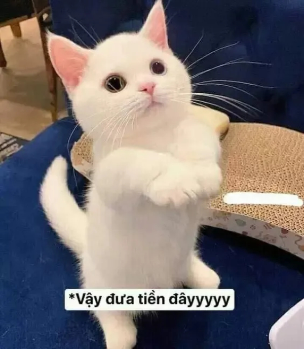 meme xin xỏ khuôn mặt tội tội