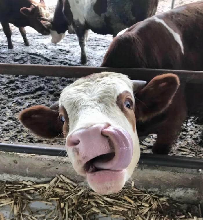 meme bò thấy tiền