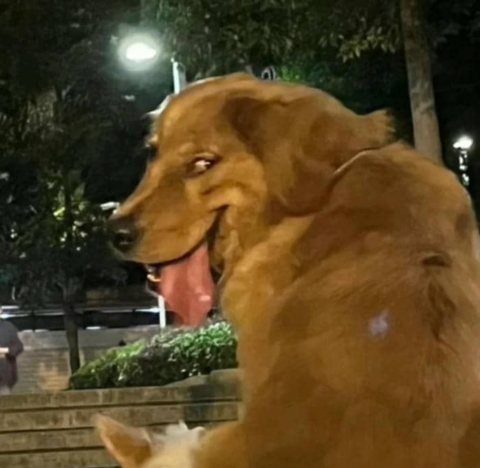 meme chó thấy tiền cute