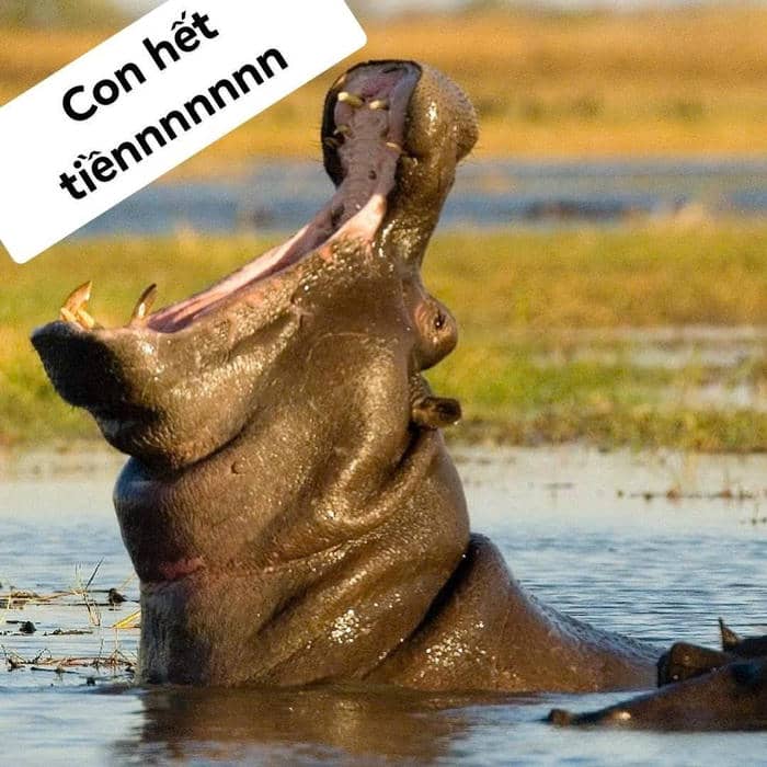 meme hết tiền mèo