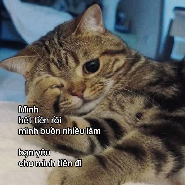 meme không còn tiền