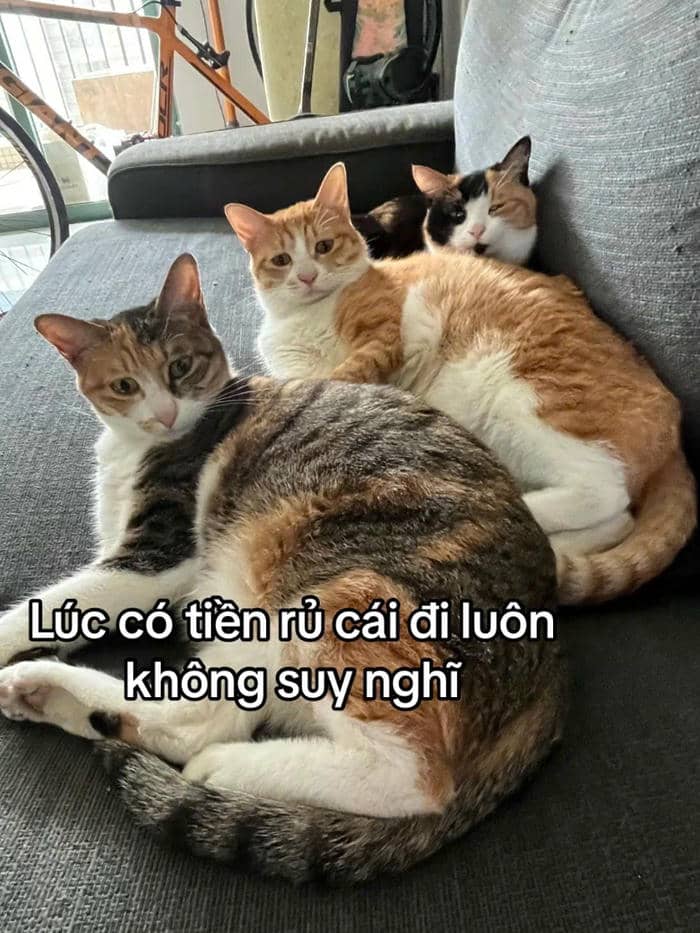 meme không tiền