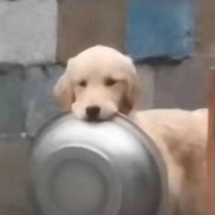 meme không xu dính túi