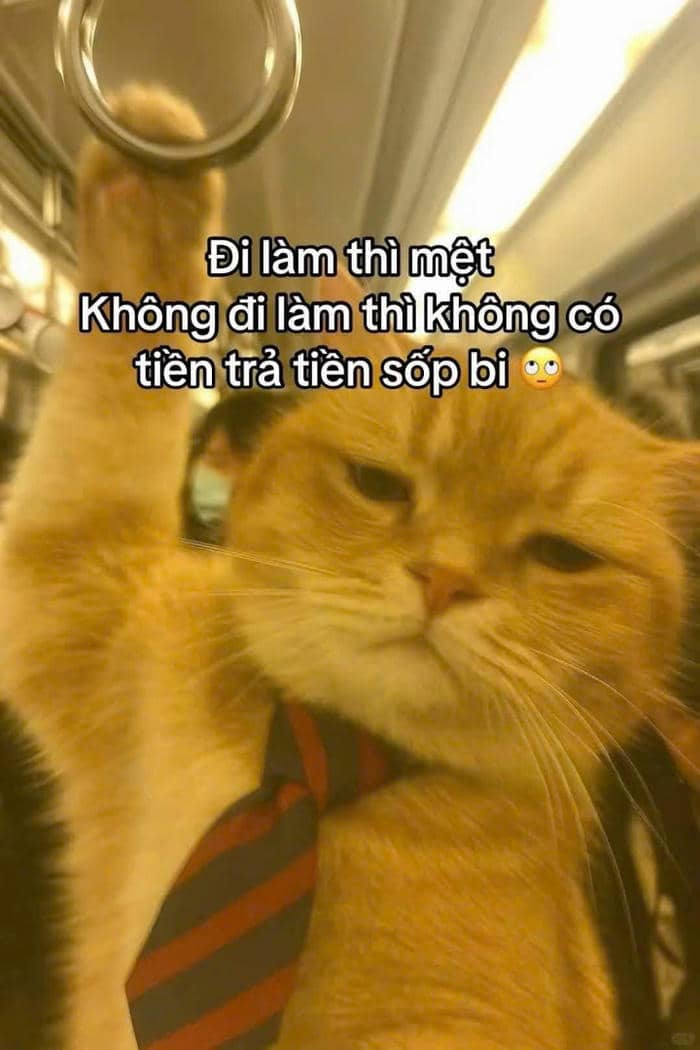 meme ví trống