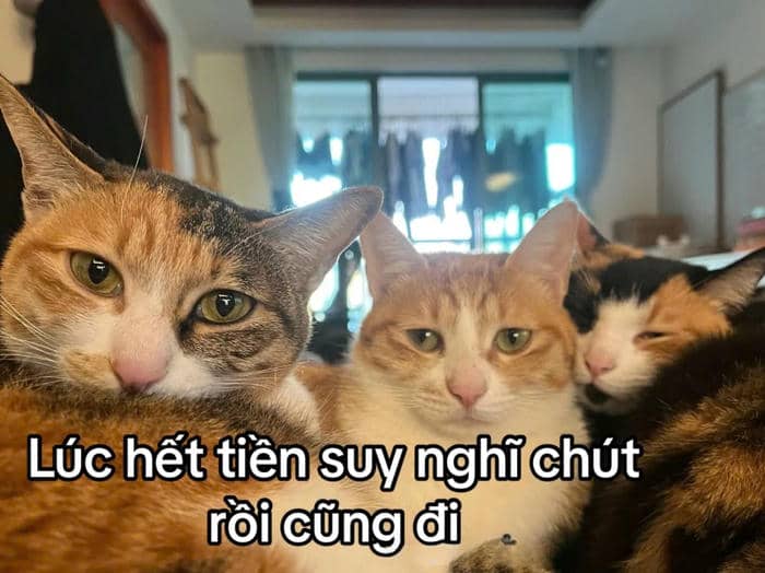 meme ví trống rỗng